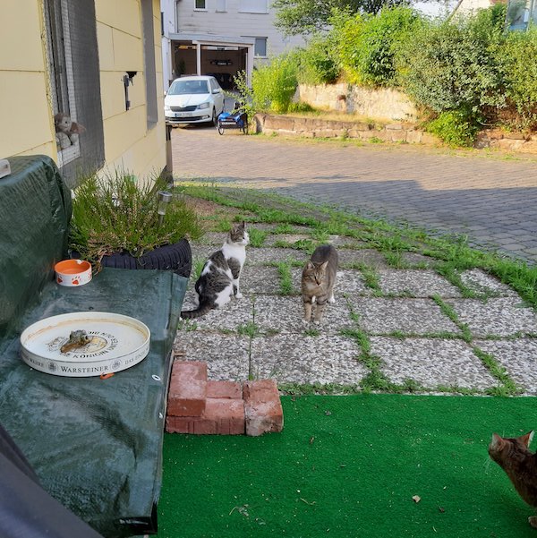 Gastkatzen bei Mato 2